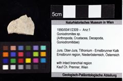 Foto (Objket + Etiketten) von Goniodromites sp. 